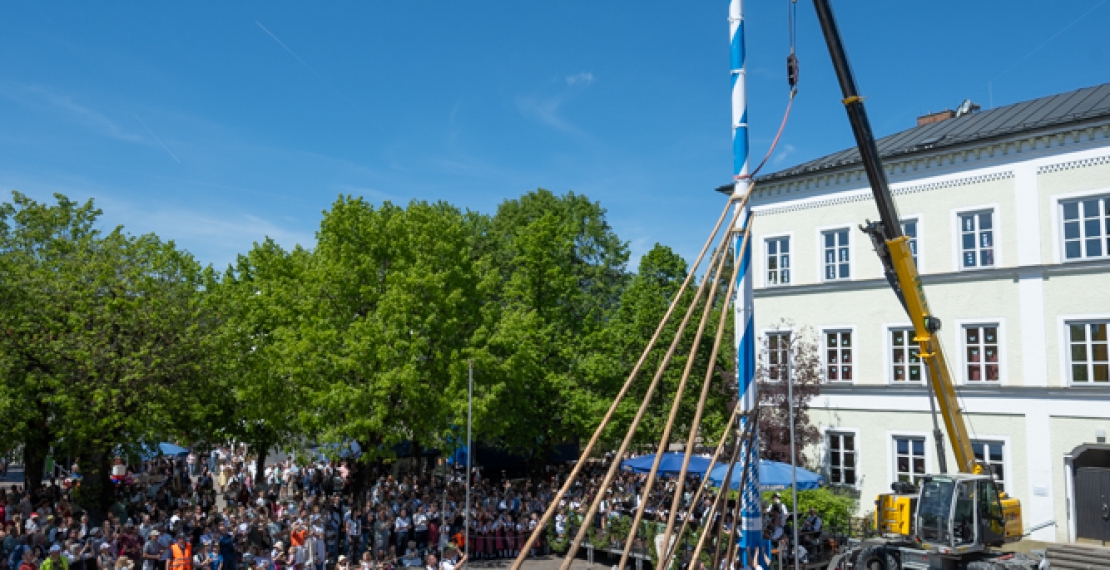 Der neue Maibaum steht